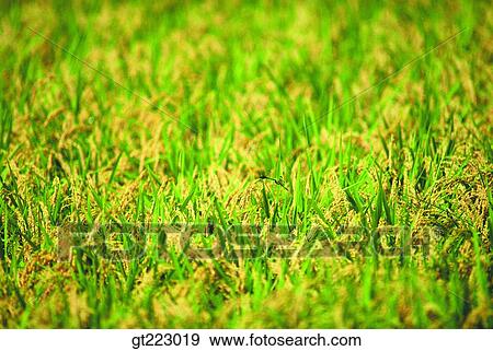 Korea, outdoor, exterior, day, daytime, daylight, rice field View Large Photo Image Stock Photo - Korea, outdoor, exterior, day, daytime, daylight, rice field. Fotosearch