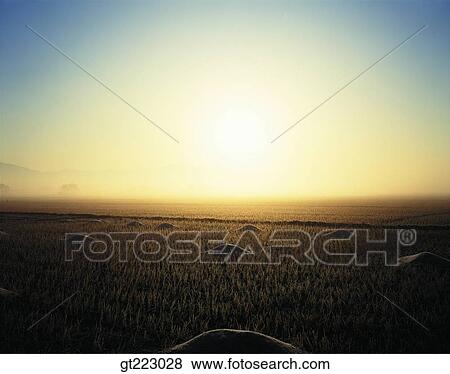 Korea, outdoor, exterior, day, daytime, daylight, rice field View Large Photo Image Stock Photo - Korea, outdoor, exterior, day, daytime, daylight, rice field. Fotosearch