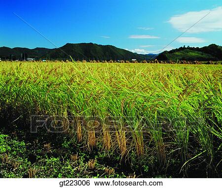 Korea, outdoor, exterior, day, daytime, daylight, rice field View Large Photo Image Stock Photograph - Korea, outdoor, exterior, day, daytime, daylight, rice field. Fotosearch