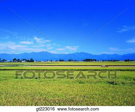 Korea, outdoor, exterior, day, daytime, daylight, rice field View Large Photo Image Stock Photograph - Korea, outdoor, exterior, day, daytime, daylight, rice field. Fotosearch