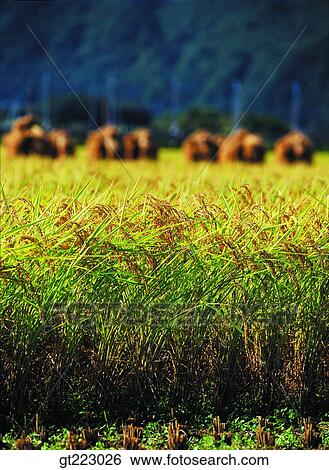 Korea, outdoor, exterior, day, daytime, daylight, rice field View Large Photo Image Stock Photograph - Korea, outdoor, exterior, day, daytime, daylight, rice field. Fotosearch