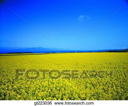 Stock Photograph - Korea, outdoor, exterior, day, daytime, daylight. Fotosearch