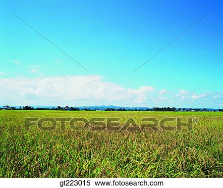 Korea, outdoor, exterior, day, daytime, daylight, rice field View Large Photo Image Stock Photography - Korea, outdoor, exterior, day, daytime, daylight, rice field. Fotosearch
