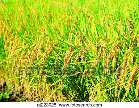 Korea, outdoor, exterior, day, daytime, daylight, rice field View Large Photo Image Stock Photography - Korea, outdoor, exterior, day, daytime, daylight, rice field. Fotosearch