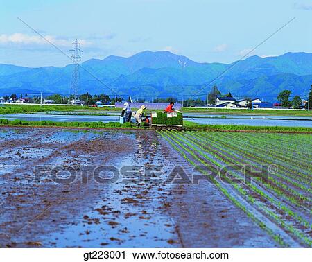 Stock Image - Korea, people, person, outdoor, exterior, day, daytime. Fotosearch