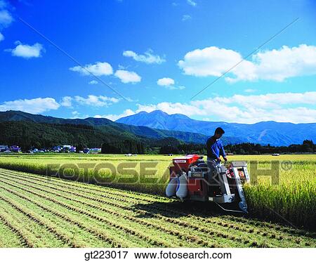 Korea, people, person, outdoor, exterior, day, daytime View Large Photo Image Stock Photo - Korea, people, person, outdoor, exterior, day, daytime. Fotosearch