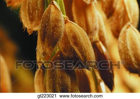 Korea, rice, crops, farm product, corn, cereals, grain View Large Photo Image Stock Image - Korea, rice, crops, farm product, corn, cereals, grain. Fotosearch