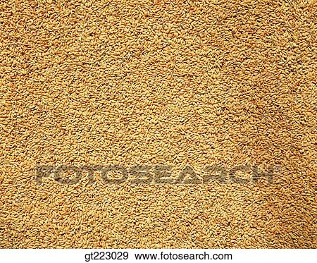 Korea, rice, each grain View Large Photo Image Stock Photo - Korea, rice, each grain. Fotosearch