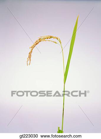 Korea, rice View Large Photo Image Stock Image - Korea, rice. Fotosearch