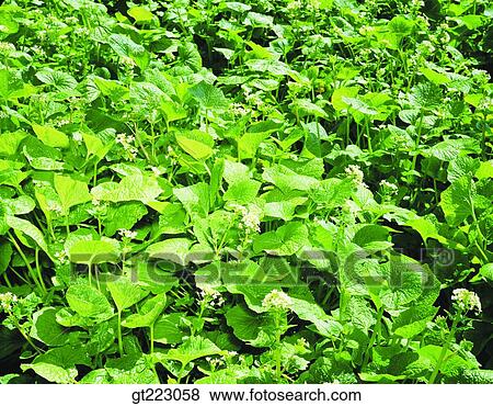plant, plants, vegetation, leaf, green View Large Photo Image Stock Photo - plant, plants, vegetation, leaf, green. Fotosearch