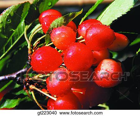radish, red radish, vegetable, plant View Large Photo Image Stock Image - radish, red radish, vegetable, plant. Fotosearch