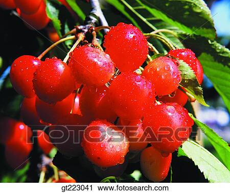 Stock Image - radish, red radish, vegetable, plant. Fotosearch