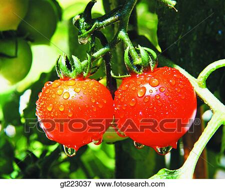 tomato, vegetable, plant View Large Photo Image Stock Photo - tomato, vegetable, plant. Fotosearch
