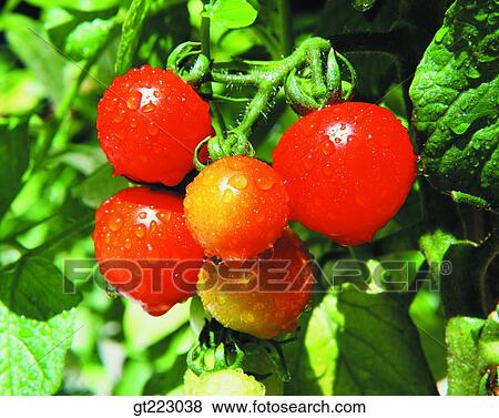 tomato, vegetable, plant View Large Photo Image Stock Photo - tomato, vegetable, plant. Fotosearch
