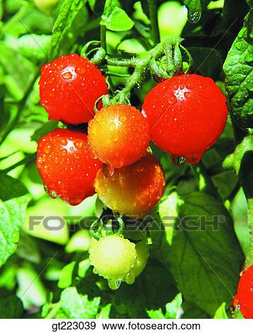 tomato, vegetable, plant View Large Photo Image Stock Photo - tomato, vegetable, plant. Fotosearch