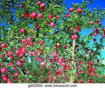 Stock Image - tree, apple tree, apple, fruit, nut, berry, fruit. Fotosearch