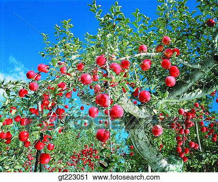 Stock Image - tree, apple tree, apple, fruit, nut, berry, fruit. Fotosearch