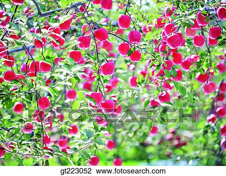 tree, apple tree, apple, fruit, nut, berry, fruit View Large Photo Image Stock Image - tree, apple tree, apple, fruit, nut, berry, fruit. Fotosearch