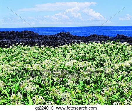 Stock Image - Korea, Cheju, Cheju Island, isle, gate, iris. Fotosearch