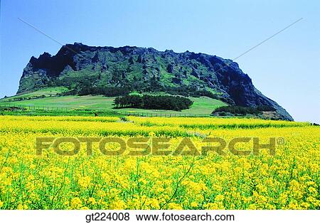 Stock Photo - Korea, Cheju Island, Cheju, Cheju sambang mountain, mountain. Fotosearch