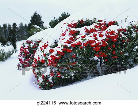 Korea, Cheju Island, Cheju, Cheju Jungbang wagerfall View Large Photo Image Stock Photograph - Korea, Cheju Island, Cheju, Cheju Jungbang wagerfall. Fotosearch