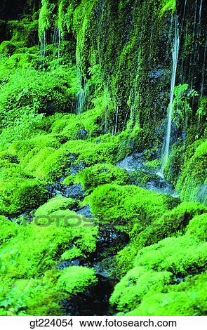 Picture - Korea, Cheju Island, Cheju, Halla mountain, halla mountain, whyvalley. Fotosearch