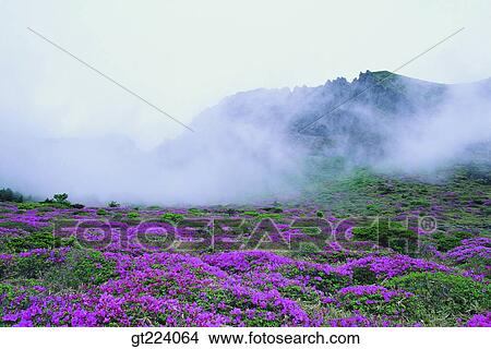Korea, Cheju Island, Cheju, Halla mountain, halla mountain View Large Photo Image Picture - Korea, Cheju Island, Cheju, Halla mountain, halla mountain. Fotosearch