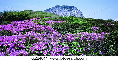 Stock Image - Korea, Cheju Island, Cheju, halla mountain, Halla mountain. Fotosearch