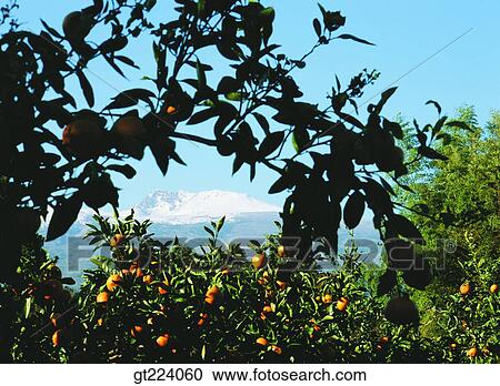 Korea, Cheju Island, Cheju, Halla mountain, halla mountain, orange farm, field View Large Photo Image Stock Image - Korea, Cheju Island, Cheju, Halla mountain, halla mountain, orange farm, field. Fotosearch