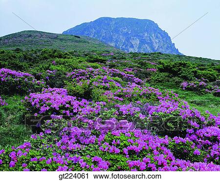 Korea, Cheju Island, Cheju, Halla mountain, halla mountain View Large Photo Image Stock Image - Korea, Cheju Island, Cheju, Halla mountain, halla mountain. Fotosearch