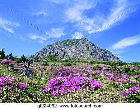Korea, Cheju Island, Cheju, Halla mountain, halla mountain View Large Photo Image Stock Image - Korea, Cheju Island, Cheju, Halla mountain, halla mountain. Fotosearch