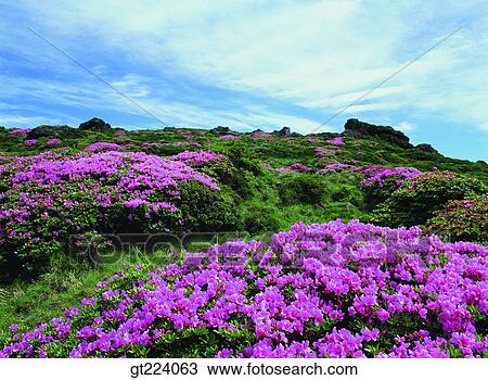 Korea, Cheju Island, Cheju, Halla mountain, halla mountain View Large Photo Image Stock Image - Korea, Cheju Island, Cheju, Halla mountain, halla mountain. Fotosearch