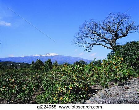 Korea, Cheju Island, Cheju, Halla mountain, halla mountain View Large Photo Image Stock Photo - Korea, Cheju Island, Cheju, Halla mountain, halla mountain. Fotosearch