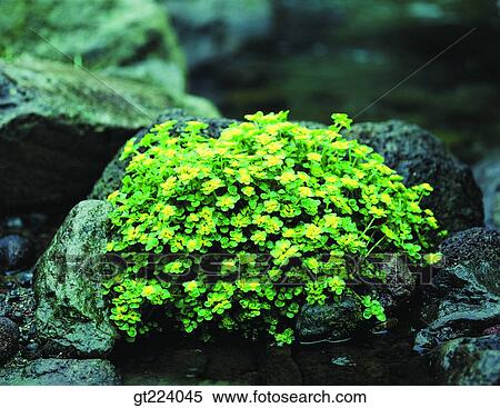 Stock Photography - Korea, Cheju Island, Cheju, Halla mountain, halla mountain, whyvalley. Fotosearch