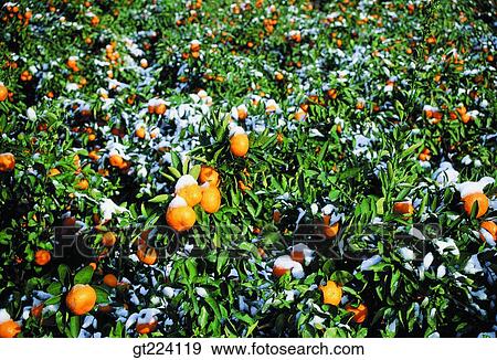 Korea, Cheju Island, Cheju KAL hotel, KAL, KAL View Large Photo Image Stock Photo - Korea, Cheju Island, Cheju KAL hotel, KAL, KAL. Fotosearch