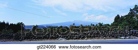 Korea, Cheju Island, Cheju, mandarin orange, tangerine, field View Large Photo Image Stock Photograph - Korea, Cheju Island, Cheju, mandarin orange, tangerine, field. Fotosearch