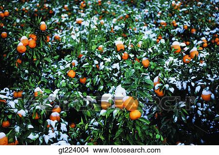 Picture - Korea, Cheju Island, Cheju, orange farm, field. Fotosearch