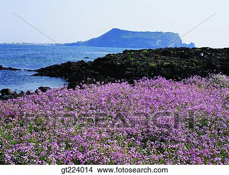 Korea, Cheju Island, Cheju Songsanilchulbong, Songsanilchulbong View Large Photo Image Picture - Korea, Cheju Island, Cheju Songsanilchulbong, Songsanilchulbong. Fotosearch
