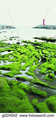 Korea, Cheju Island, Cheju seashore View Large Photo Image Stock Image - Korea, Cheju Island, Cheju seashore. Fotosearch
