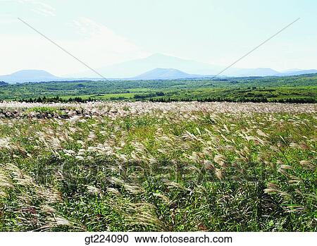 Korea, Cheju Island, Cheju, eulaliaEulalia, reed, field View Large Photo Image Stock Image - Korea, Cheju Island, Cheju, eulaliaEulalia, reed, field. Fotosearch