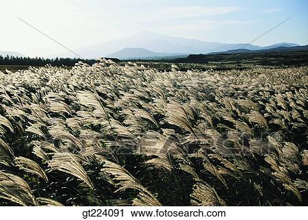 Korea, Cheju Island, Cheju, eulaliaEulalia, reed, field View Large Photo Image Stock Image - Korea, Cheju Island, Cheju, eulaliaEulalia, reed, field. Fotosearch