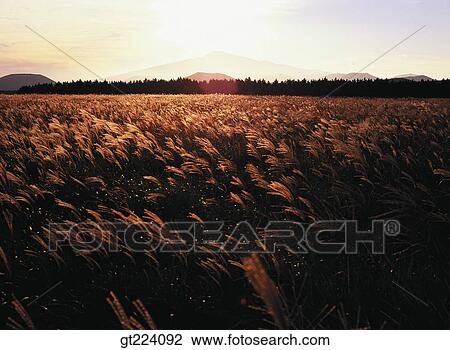 Stock Image - Korea, Cheju Island, Cheju, eulaliaEulalia, reed, field. Fotosearch