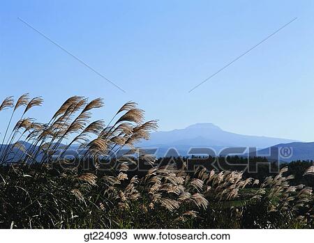 Korea, Cheju Island, Cheju, eulaliaEulalia, reed, field View Large Photo Image Stock Image - Korea, Cheju Island, Cheju, eulaliaEulalia, reed, field. Fotosearch