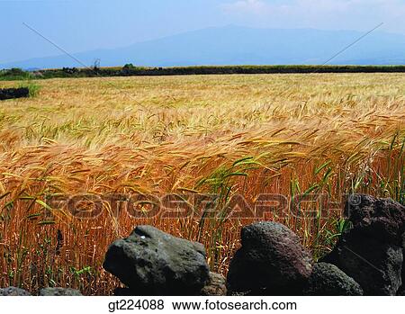 Korea, Cheju Island, Cheju, eulaliaEulalia, reed, field View Large Photo Image Stock Photo - Korea, Cheju Island, Cheju, eulaliaEulalia, reed, field. Fotosearch