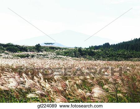 Korea, Cheju Island, Cheju, eulaliaEulalia, reed, field View Large Photo Image Stock Photo - Korea, Cheju Island, Cheju, eulaliaEulalia, reed, field. Fotosearch