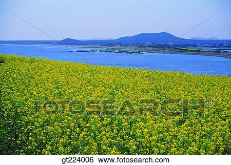Stock Photograph - Korea, Cheju Island, Cheju. Fotosearch
