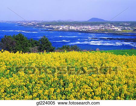 Stock Photography - Korea, Cheju Island, Cheju. Fotosearch