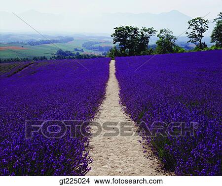 Cheju Island, Cheju, Halla mountain, halla mountain View Large Photo Image Picture - Cheju Island, Cheju, Halla mountain, halla mountain. Fotosearch
