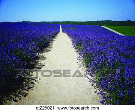 Cheju Island, Cheju, Halla mountain, halla mountain View Large Photo Image Stock Image - Cheju Island, Cheju, Halla mountain, halla mountain. Fotosearch