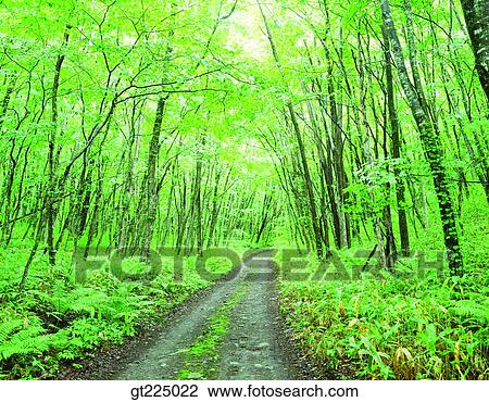 Cheju Island, Cheju, Halla mountain, halla mountain, orange farm, field View Large Photo Image Stock Image - Cheju Island, Cheju, Halla mountain, halla mountain, orange farm, field. Fotosearch